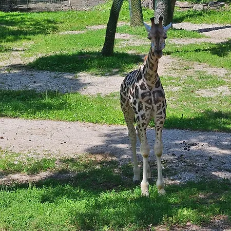 Hüttenbauer Apartamento *