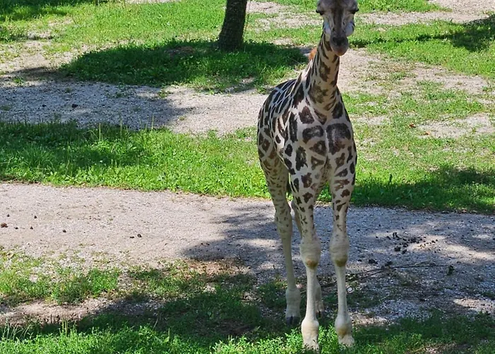 Huettenbauer Apartmán *